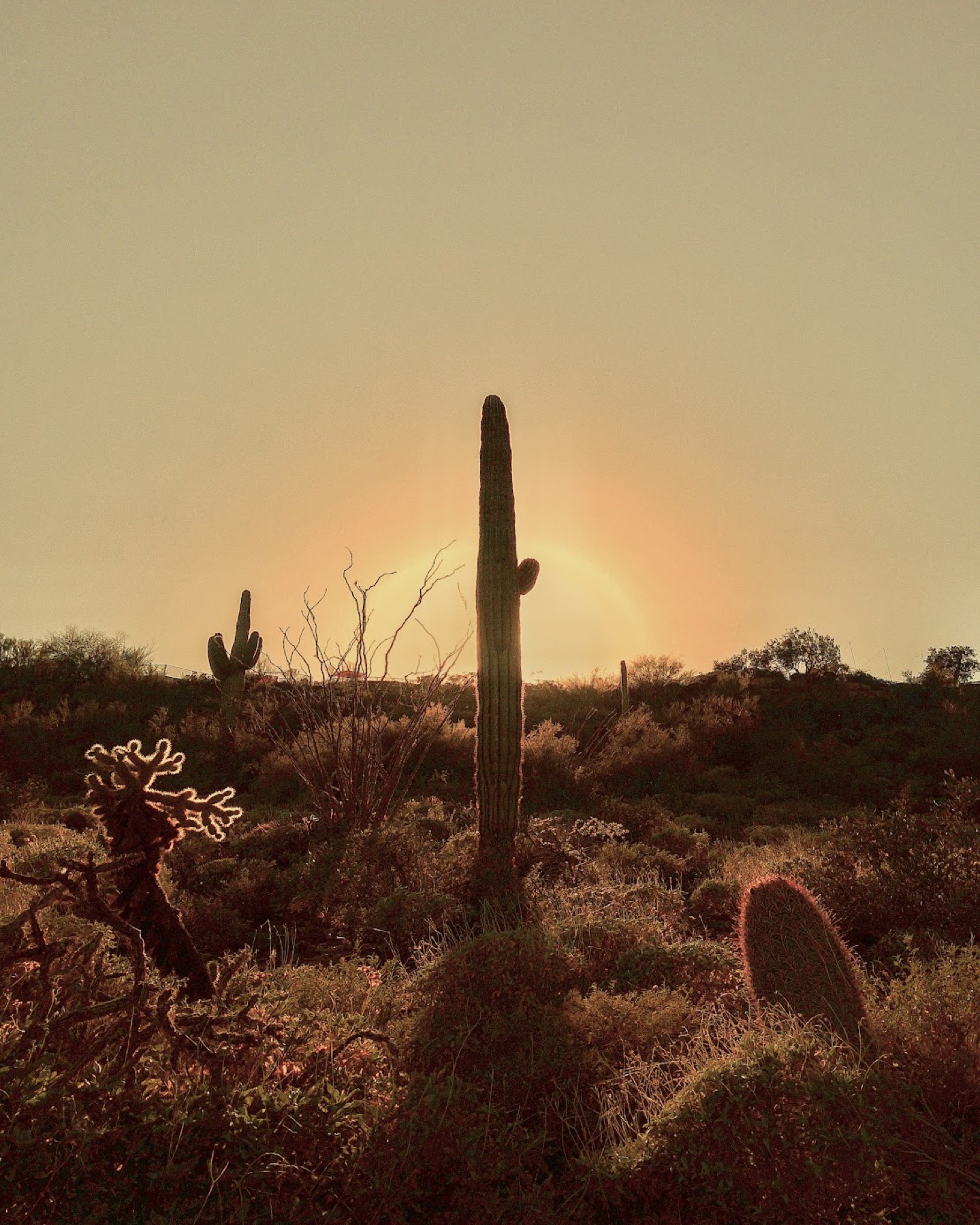 Desert landscape and saguaro cactus at sunset